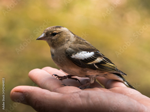 A bird in the hand is worth two in the bush. After it flew against a window it needed some time to recover before flying away healthy