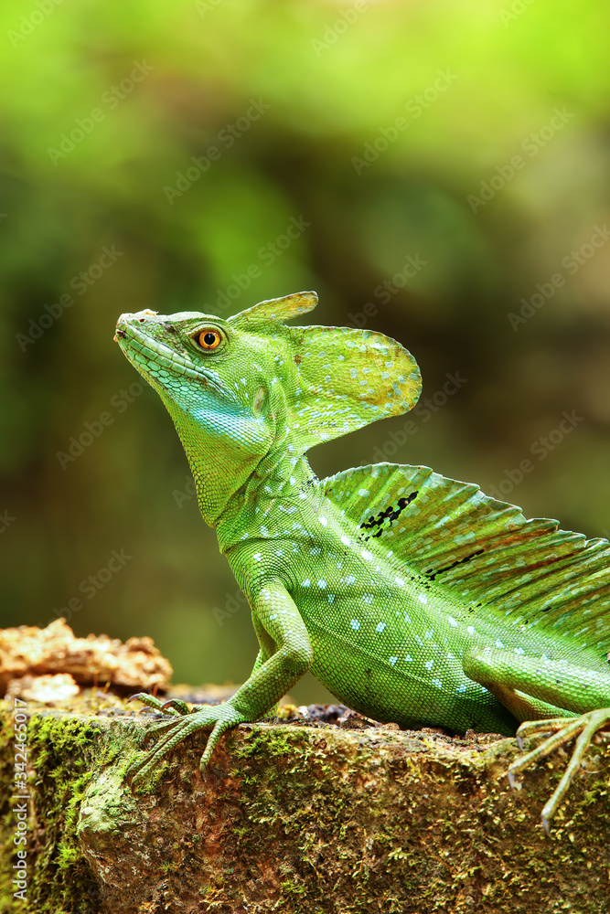 Fototapeta premium Male plumed basilisk (Basiliscus plumifrons) sitting on a stump