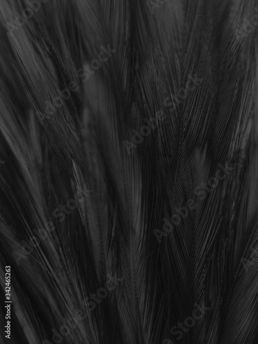 Beautiful abstract white and black feathers on white background and soft white feather texture on white pattern and dark background, gray feather background, black banners © Weerayuth