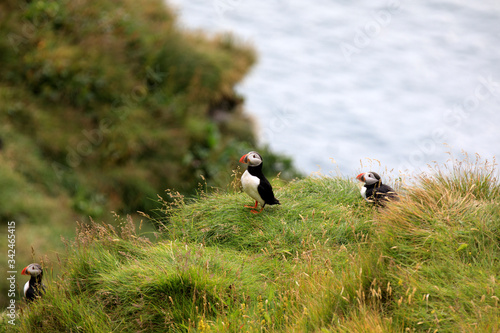 Vik / Iceland - August 15, 2017: Puffins at Dyrholaey promontory, Vik, Iceland, Europe