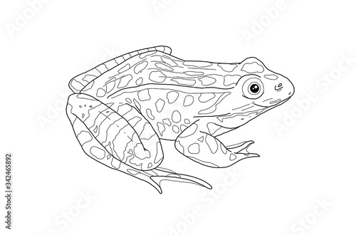 frog smile hand drawn on white background 2