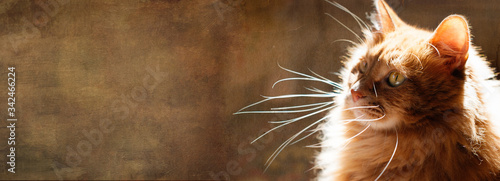 Cat banner - website header template - cute red cat in sun rays