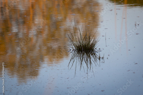 Reeds and reflection in water.