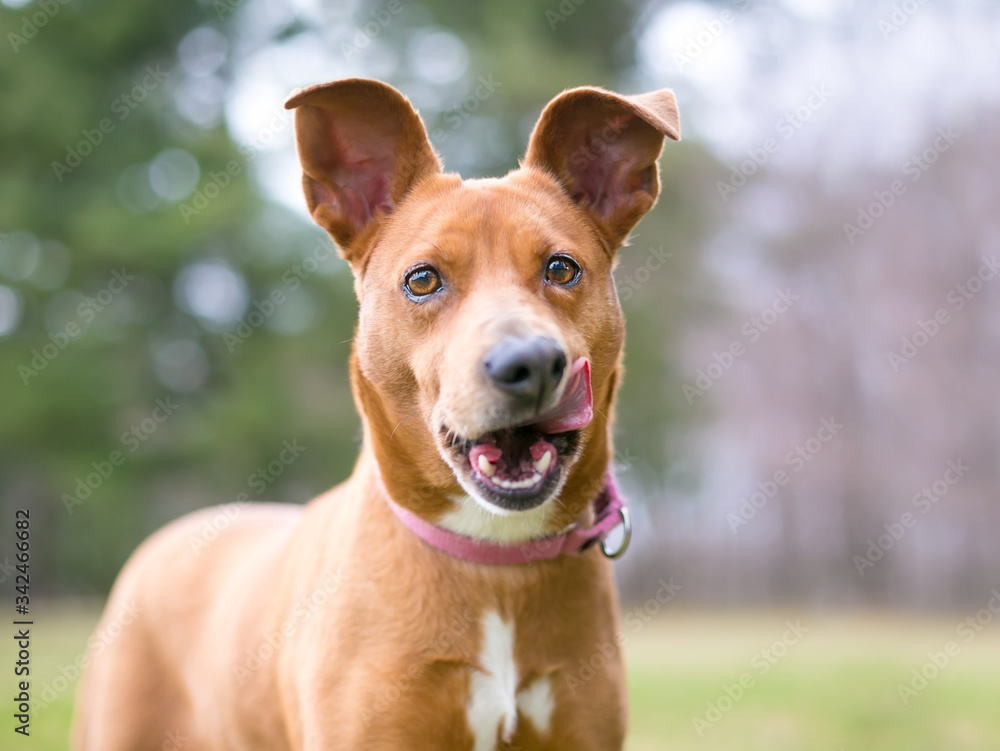 A red and white mixed breed dog with large ears licking its lips
