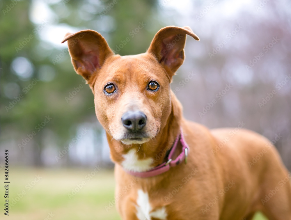 Close up of a red and white mixed breed dog with large ears outdoors