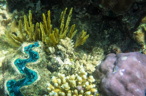 Underwater sealife Great Barrier Reef Cairns Australia