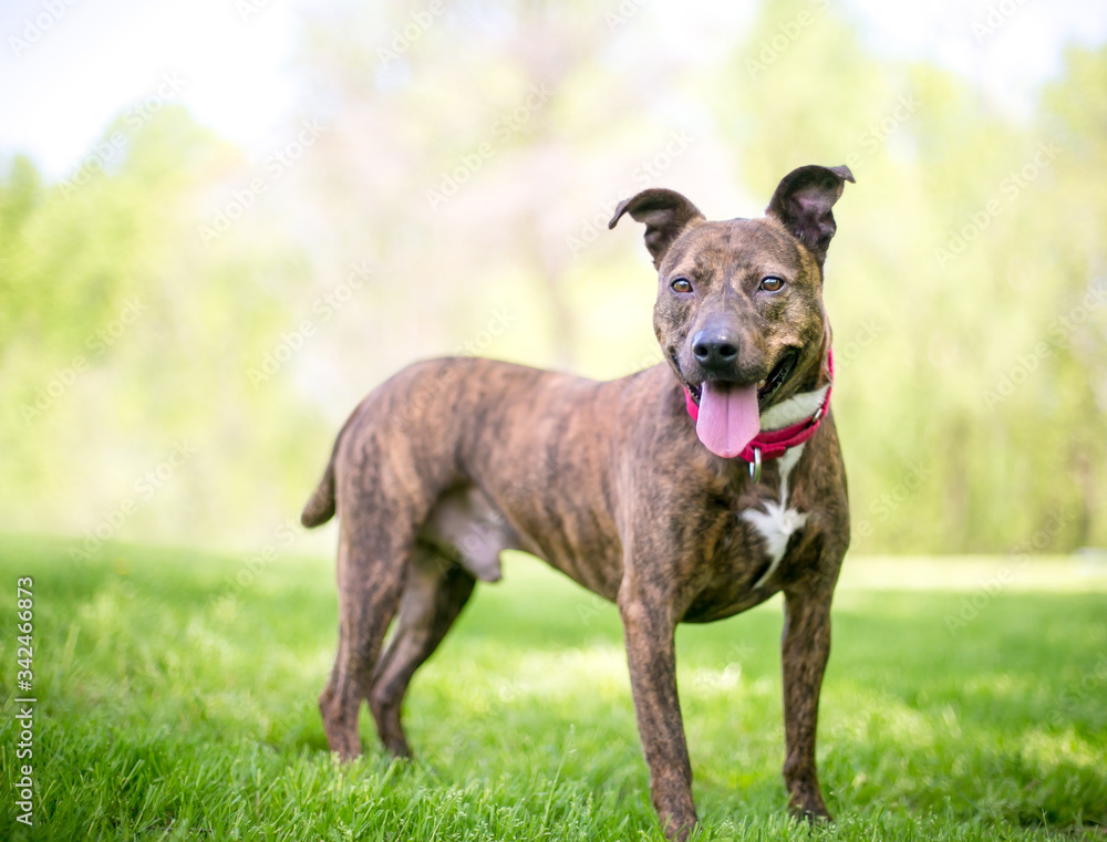 A happy brindle mixed breed dog with floppy ears standing outdoors