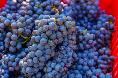 Close up of a bunch of grapes in Burgundy region, France