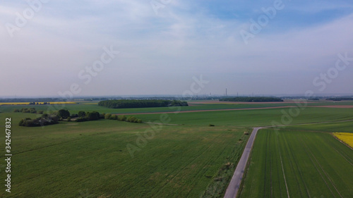 Rapsfelder in Köln