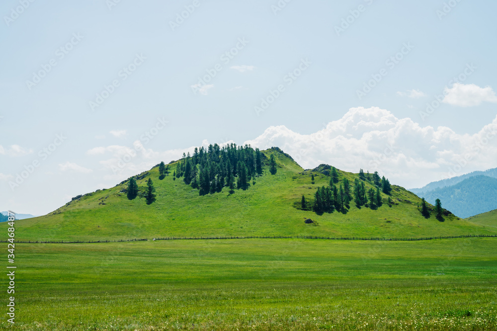 Obraz premium Beautiful sunny landscape with green forest mountain behind vast field with long wood fence. Hill with coniferous trees on top. Vivid scenery with grasses on flat field in mountains. Scenic view.