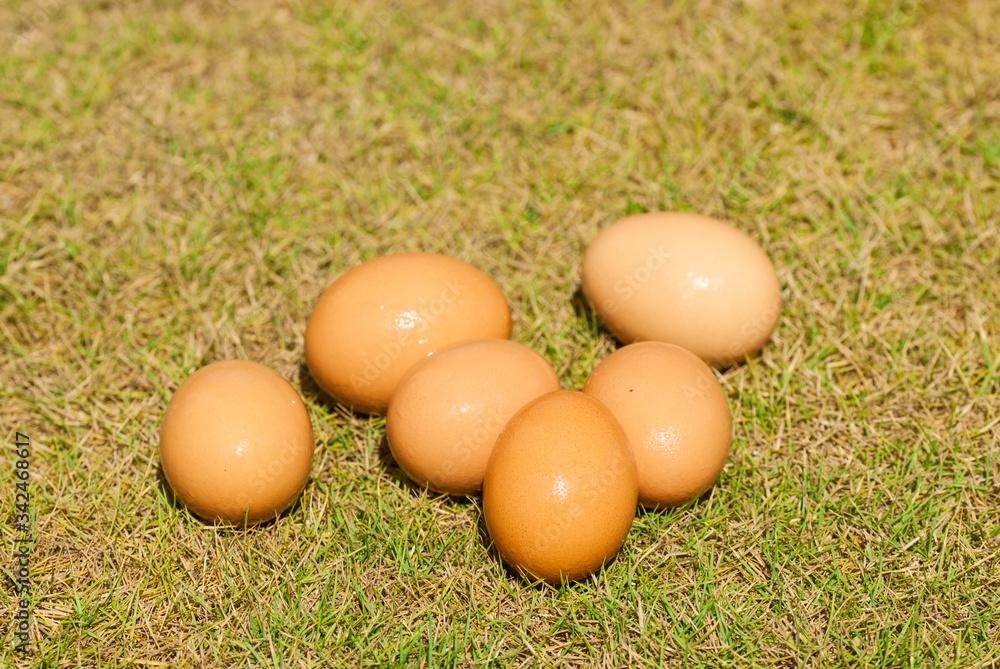 Selective focus used to shoot some eggs in a natural setting Selective focus used to shoot some eggs in a natural setting