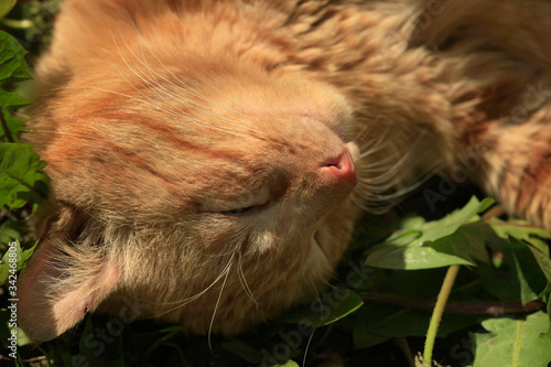 Photography Portrait of cute wild red cat