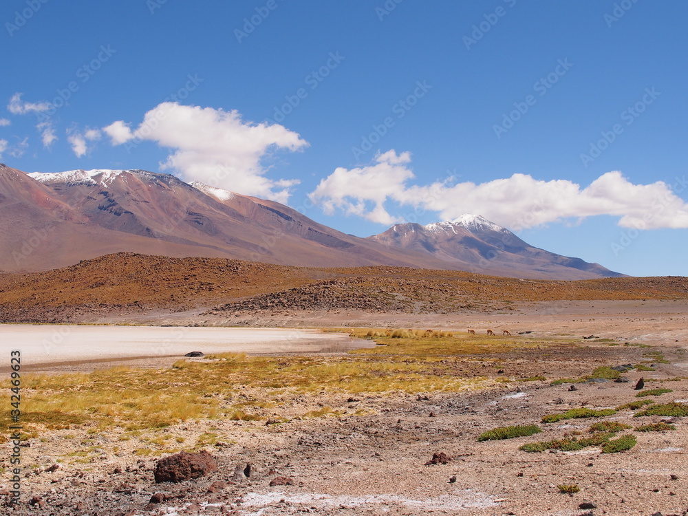 Green grass and snow covered mountains, Altiplano, Bolivia