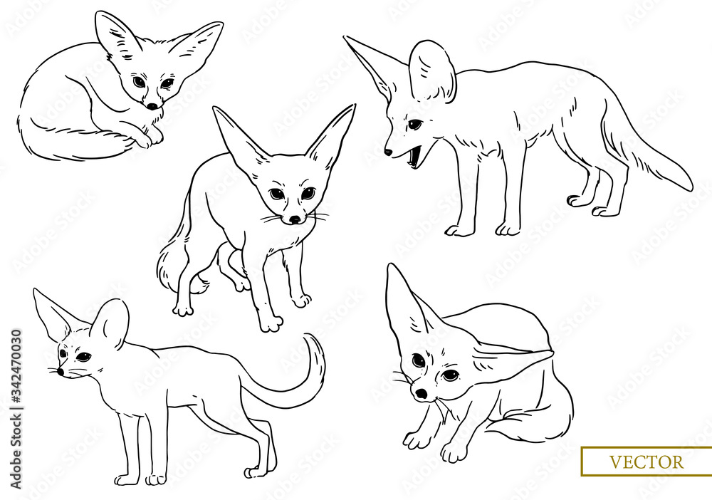 Desert fox simple illustration. Vulpes zerda black and white doodle vector graphic. Desert fox simple illustration. Vulpes zerda black and white doodle vector graphic.