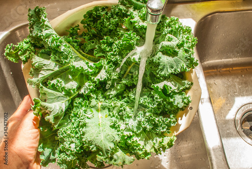 Fresh organic Kale being washed in a colander under the tap in the kitchen sink
