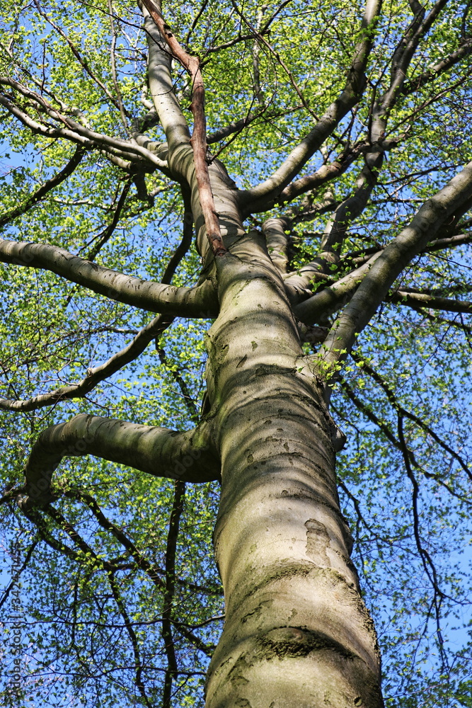 Fototapeta premium Gewöhnliche Buche (Fagus) im Buchenwald / Laubwald zur Frühlingszeit - Baumkrone