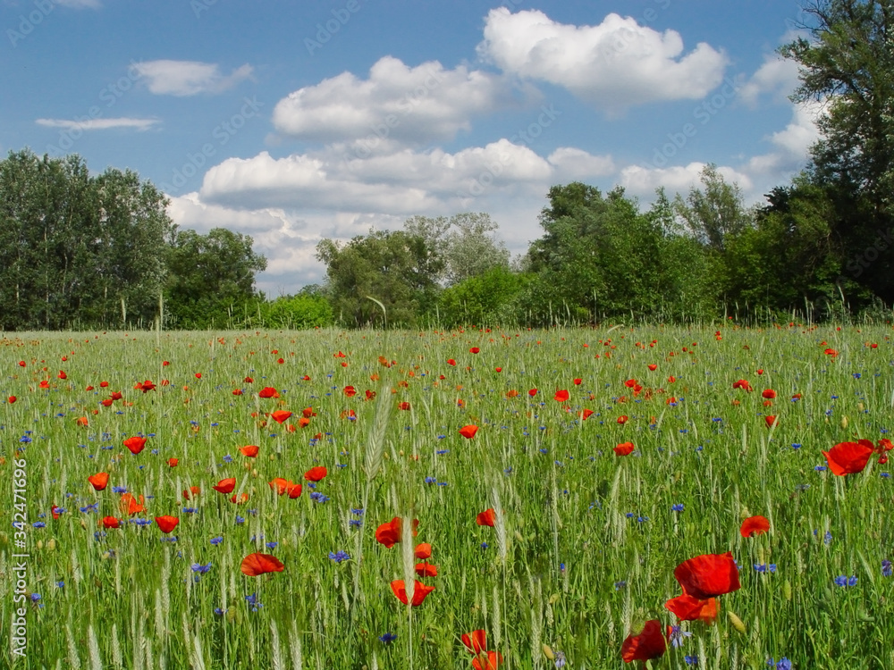 Field with red poppies and blue sky.