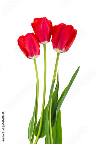 tulip flower on a white background isolated