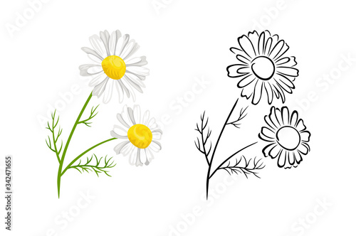 Chamomile flowers isolated on white background. Vector color illustration of  blooming plant in cartoon flat style and black and white outline. Herbs Icon. White daisy flowers with green leaves.