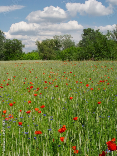 Field with red poppies and blue sky.