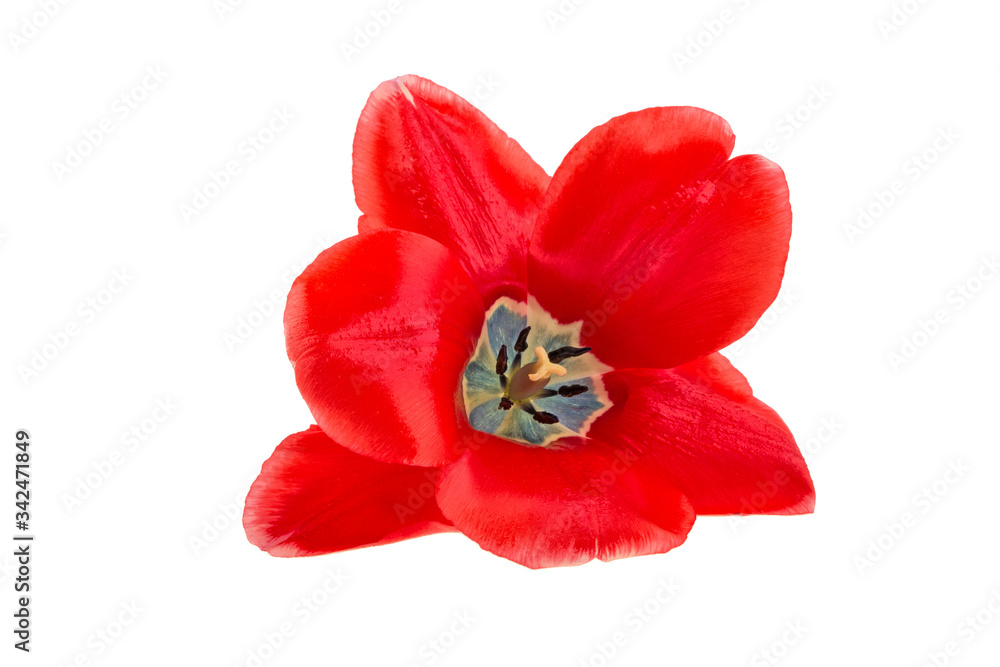 tulip bud on a white background isolated tulip bud on a white background isolated