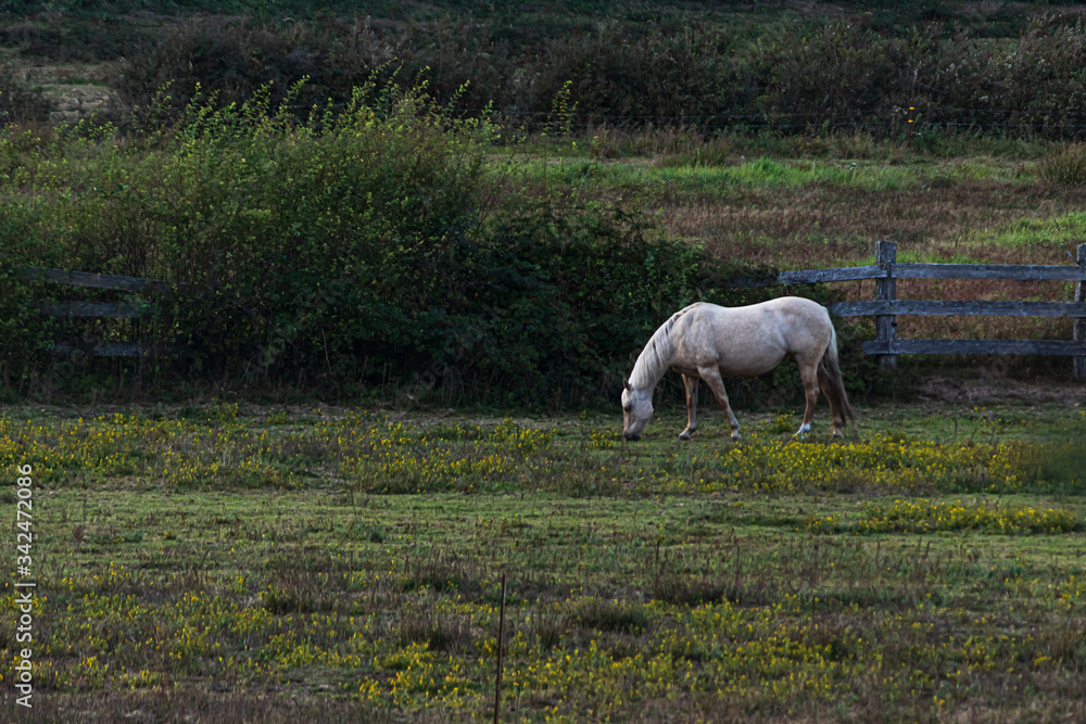horses wandering around a ranch and grazing at dusk horses wandering around a ranch and grazing at dusk