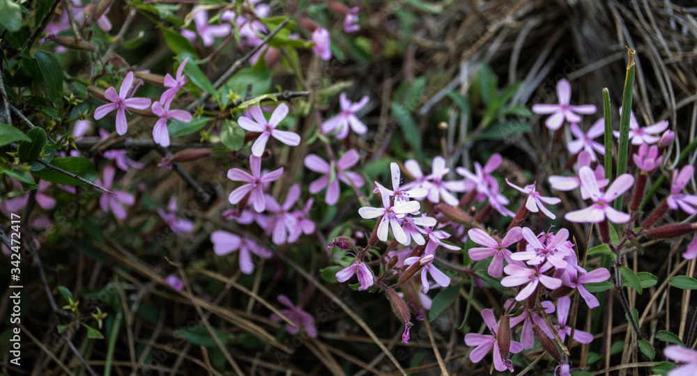 pequeñas flores silbestres de color violeta