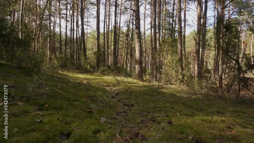 walk on the path in the beautiful spring forest