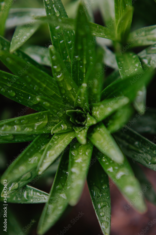 Rain drops on plants
