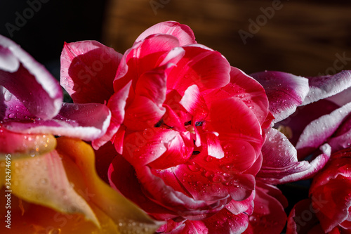 close up of a pink rose