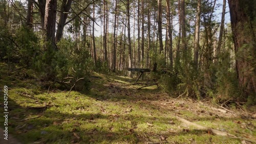 walk on the path in the beautiful spring forest