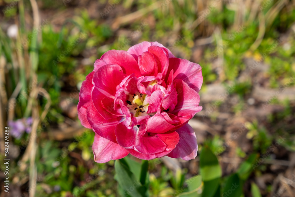 Die Blüte einer Tulpe, von oben fotografiert