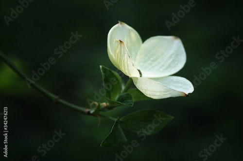 White sprint flower