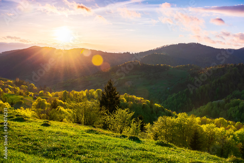 countryside scenery in mountains at sunset. beautiful landscape of carpathians with meadows rolling through forested hills in evening light. wonderful weather in springtime © Pellinni