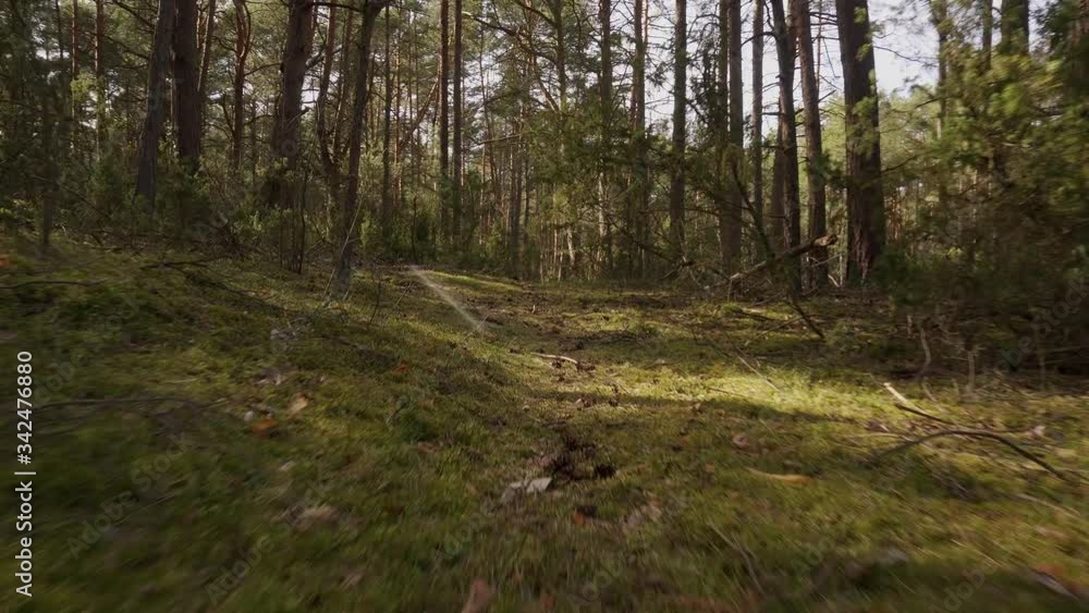 walk on the path in the beautiful spring forest walk on the path in the beautiful spring forest