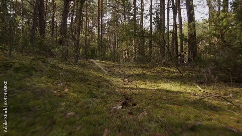 walk on the path in the beautiful spring forest