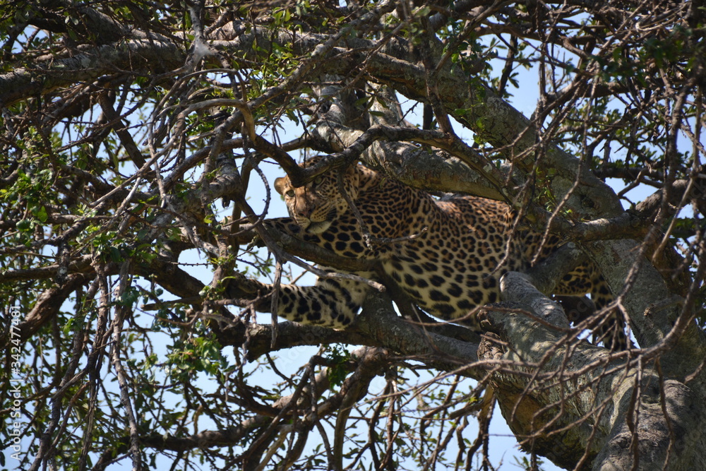 Obraz premium Leopard 