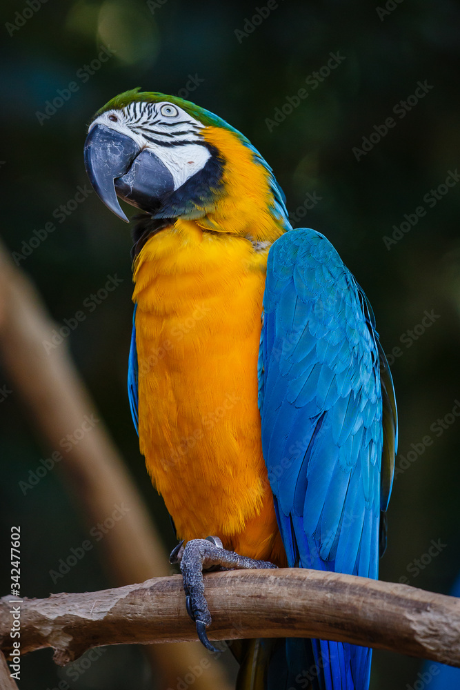 Obraz premium Guacamayo