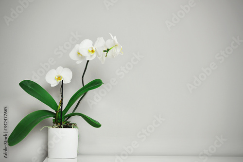 Beautiful tropical orchid flowers in pot on gray background  top view. Space for text.