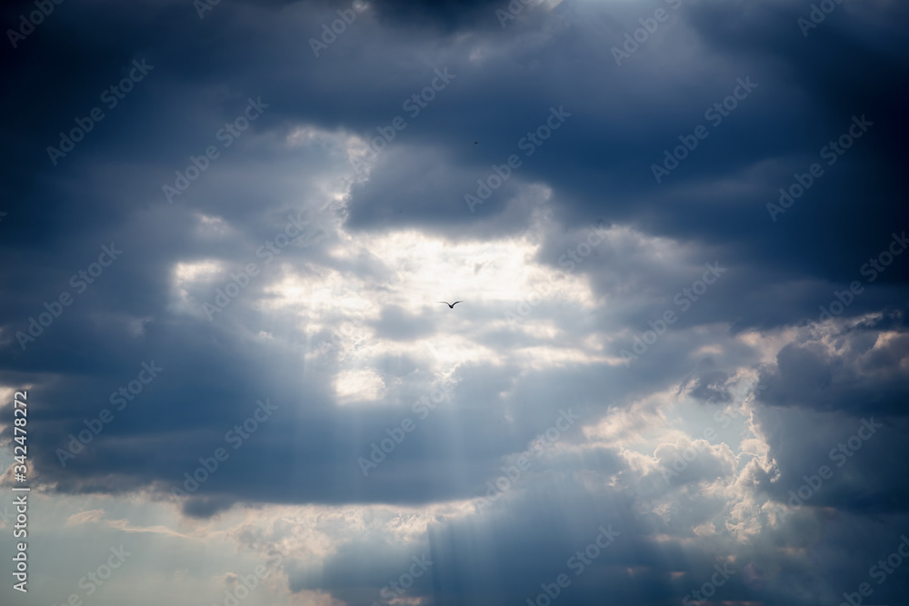 Sunset clouds and seagull, sky cloud background.