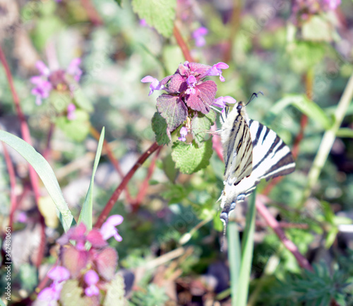 Butterfly from the family Sailboats or cavaliers (lat. Papilionidae). Large butterfly with black and white stripes. Butterfly with a wounded wing on a red poisonous nettle. photo