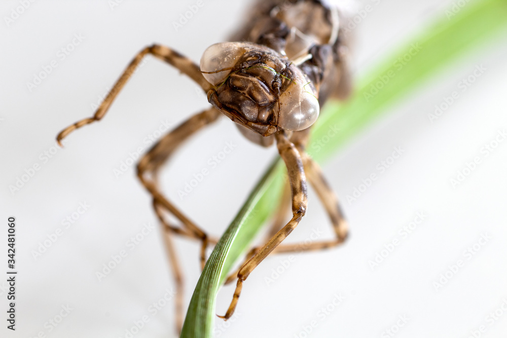 Close up of the shell of a dragonfly larva Close up of the shell of a dragonfly larva