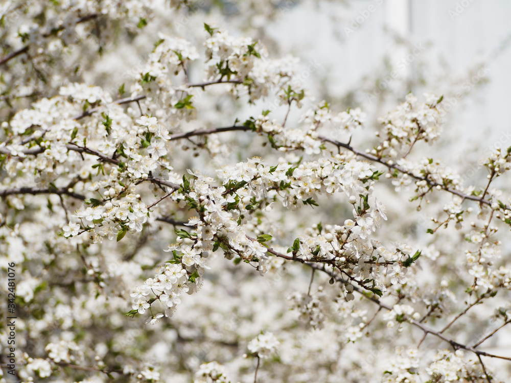 A branch of blooming cherry. Flowering cherry fruit cherries. White beautiful flowers. A branch of blooming cherry. Flowering cherry fruit cherries. White beautiful flowers.