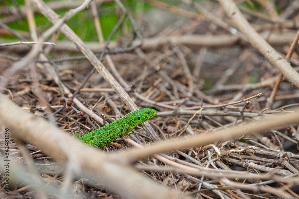 Green lizard, Lacerta viridis, in branches and leaves Green lizard, Lacerta viridis, in branches and leaves