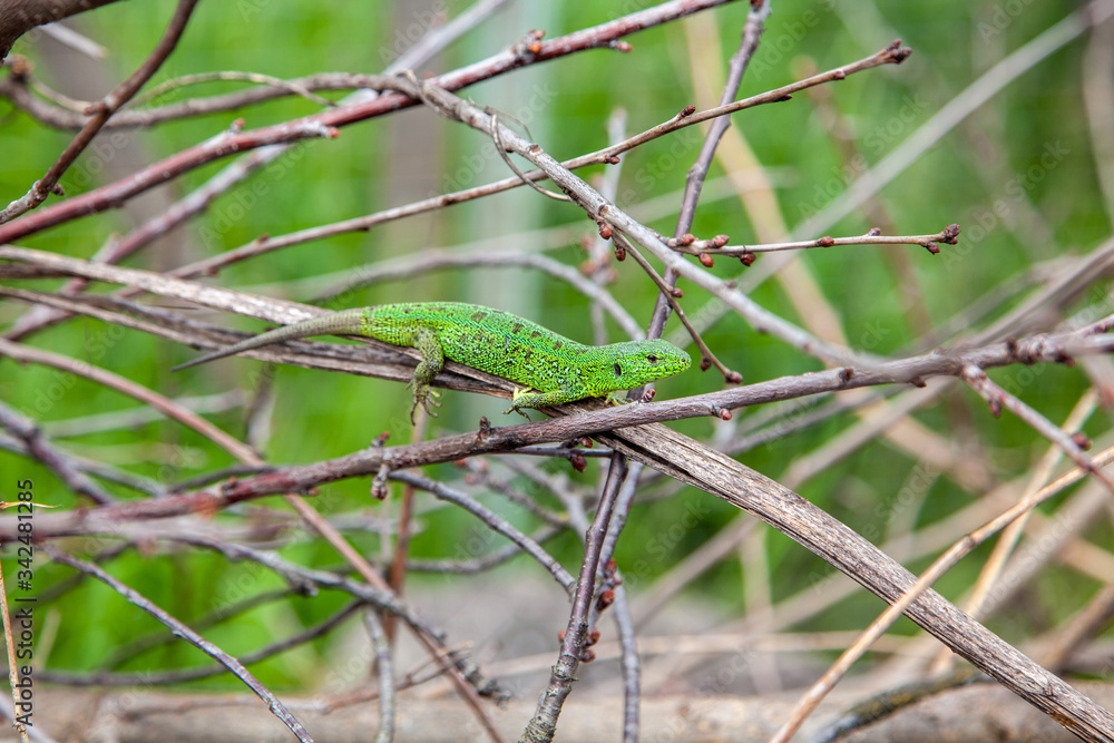 Green lizard, Lacerta viridis, in branches and leaves Green lizard, Lacerta viridis, in branches and leaves