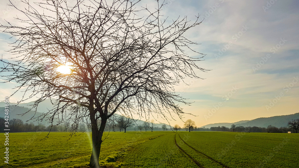 Fototapeta premium tree