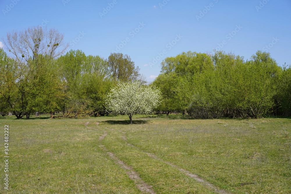 Obraz premium Weiß blühender Obstbaum auf einer Wiese im Sonnenlicht bei blauem Himmel