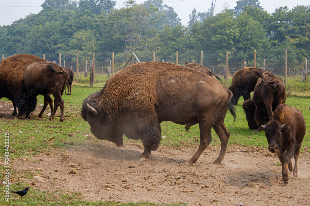 herd of buffalo together in group on green grass herd of buffalo together in group on green grass