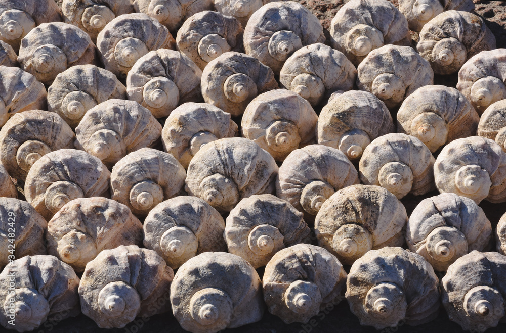 Many identical shells on the shore Many identical shells on the shore