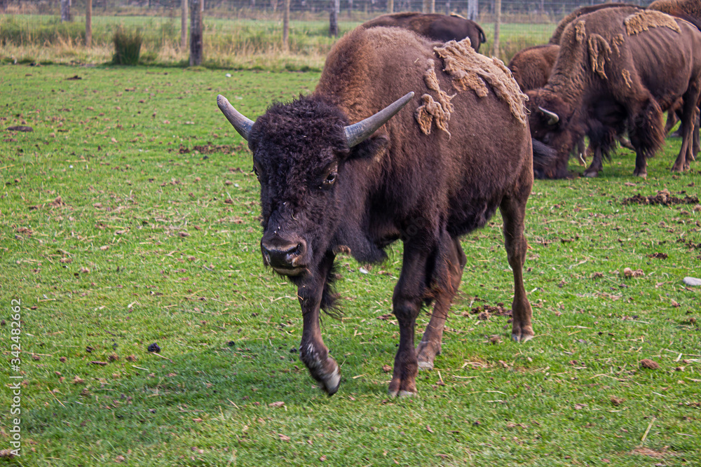 herd of buffalo together in group on green grass herd of buffalo together in group on green grass